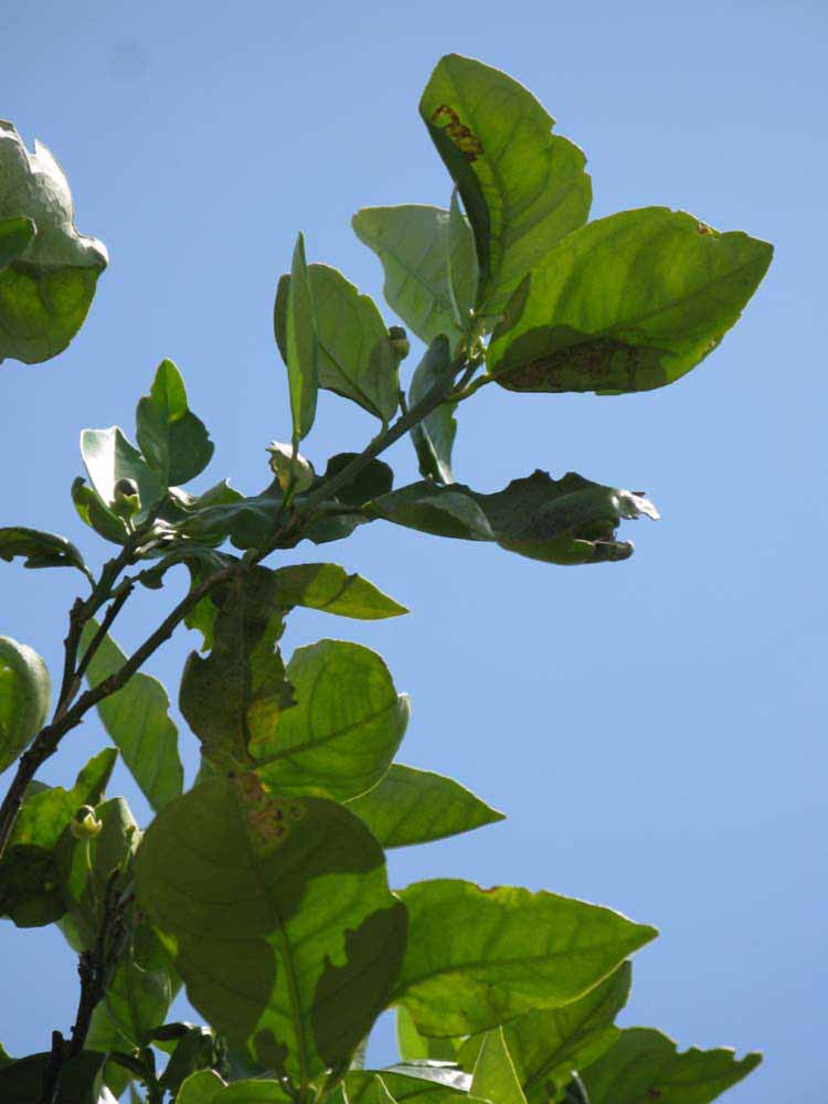             Sun leaves (Winter Haven, FL)       